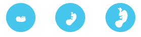 Etapas